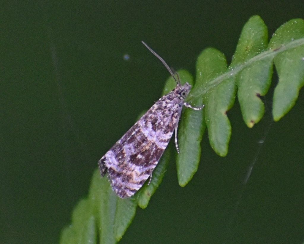 Falena da identificare 2: Celypha rivulana - Tortricidae